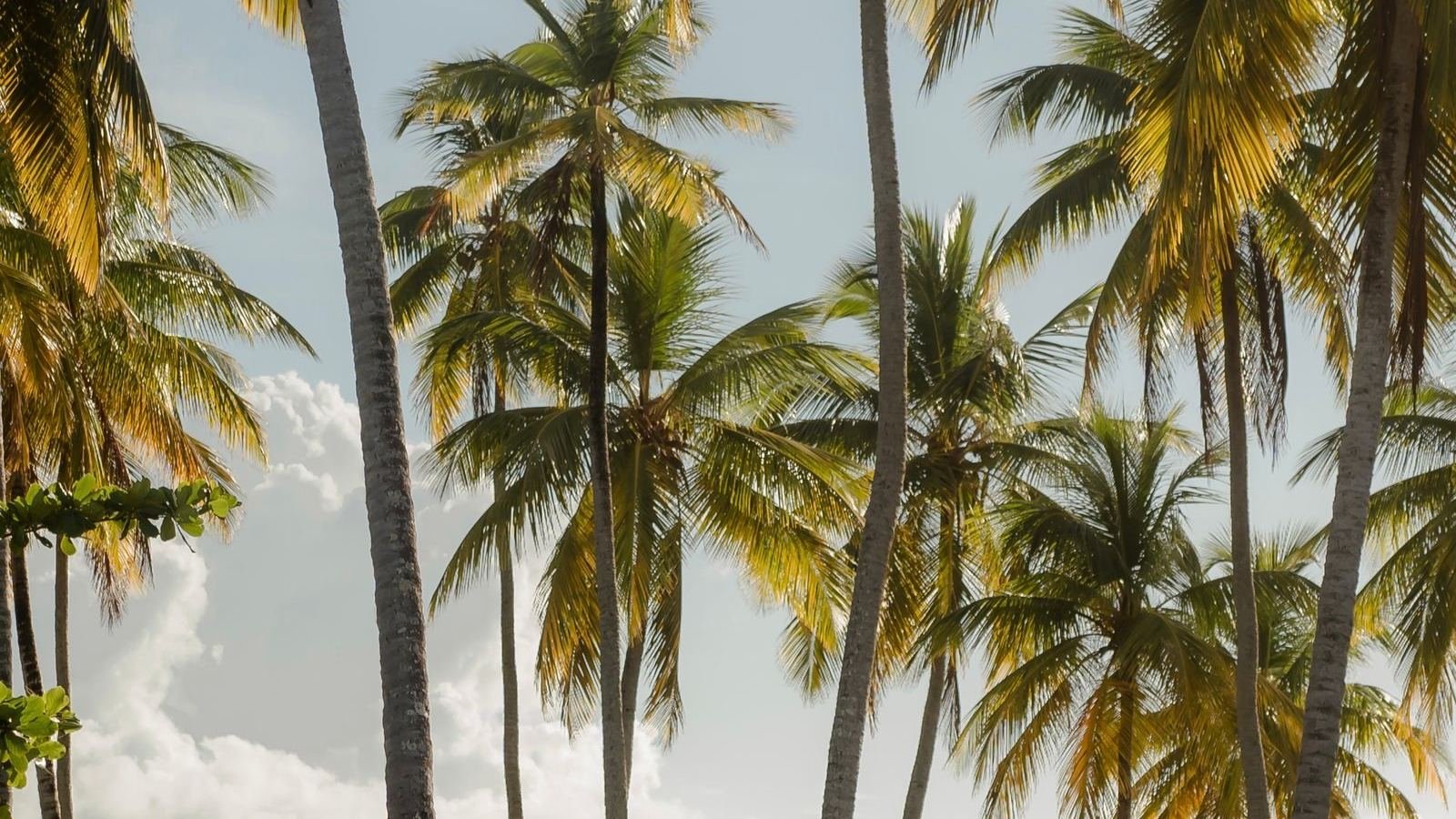 Palmeras y cielo azul en República Dominicana